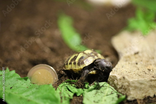 Hermann's tortoise  (Testudo hermanni boettgeri)