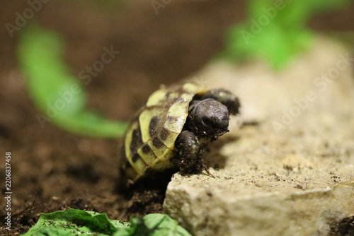 Hermann's tortoise  (Testudo hermanni boettgeri)