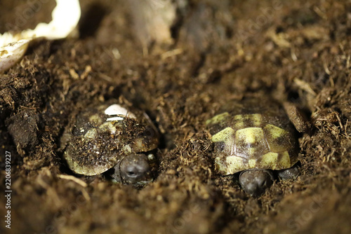 Hermann's tortoise  (Testudo hermanni boettgeri)