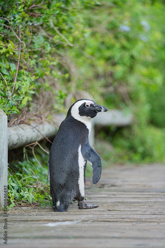 Obraz premium African penguin walking on boulders beach boardwalk
