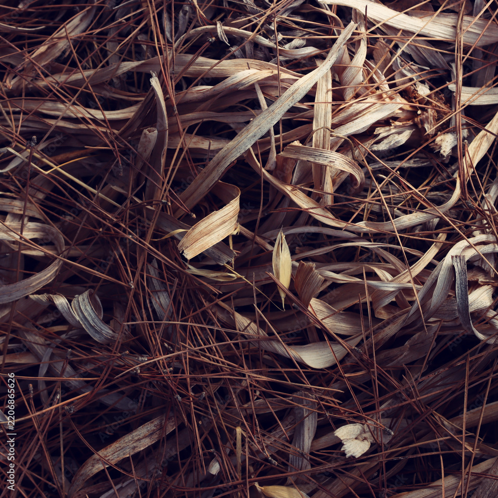 Fototapeta premium Pattern of dry leaves on the ground. Top view
