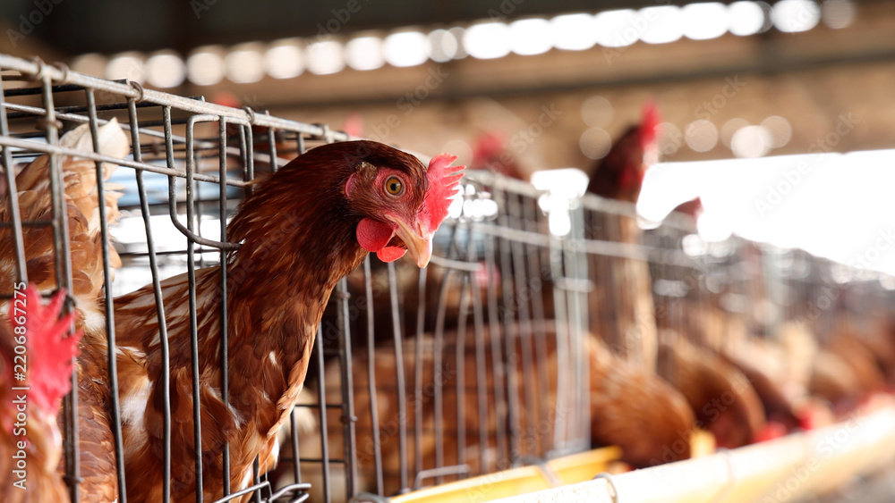 Fototapeta premium Brown hen chickens in metal cages inside poultry farm house, commercial egg production, livestock farming, agriculture business, animal husbandry, and industrial livestock food production concept