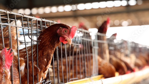 Brown hen chickens in metal cages inside poultry farm house, commercial egg production, livestock farming, agriculture business, animal husbandry, and industrial livestock food production concept