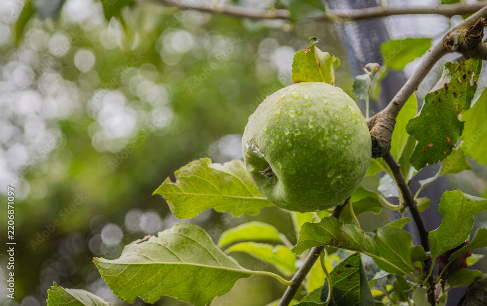 Fototapeta premium ein grüner Apfel an einem Baum im Obstgarten
