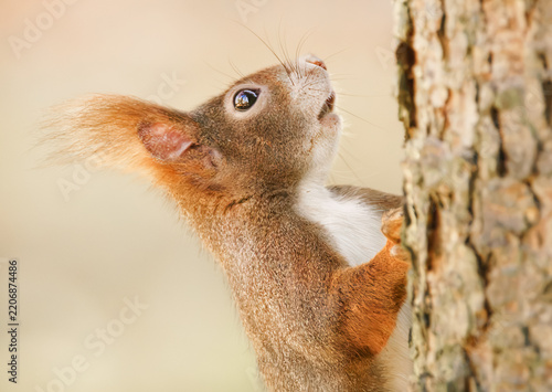 Eichhörnchen am Baumstamm kletternd
