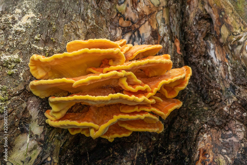 Fresh Chicken of the Woods mushroom (Laetiporus sulphureus) growing on a tree trunk. Bright orange and yellow bracket fungus, edible sulfur shelf mushroom close-up.