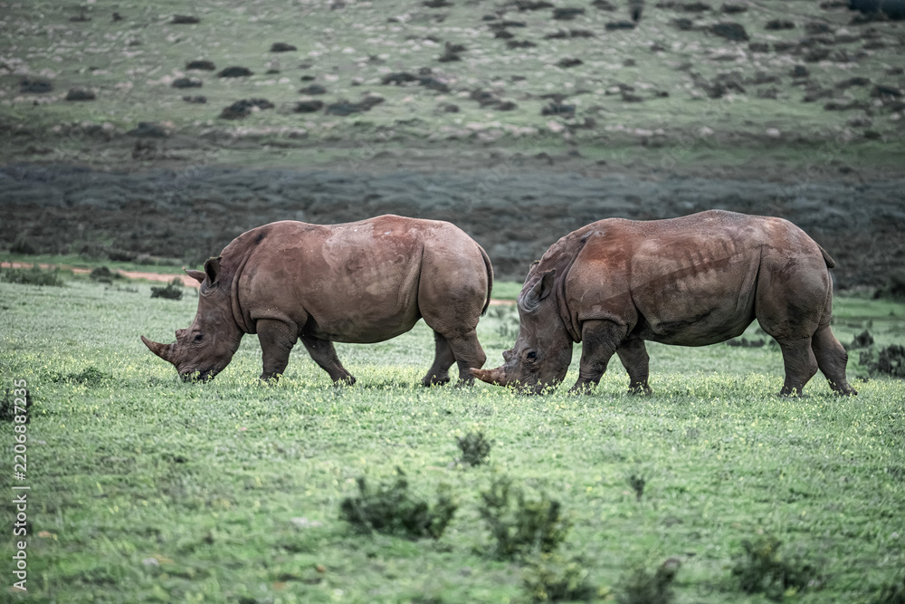 Fototapeta premium Rhinos grazing green grass in african game reserve