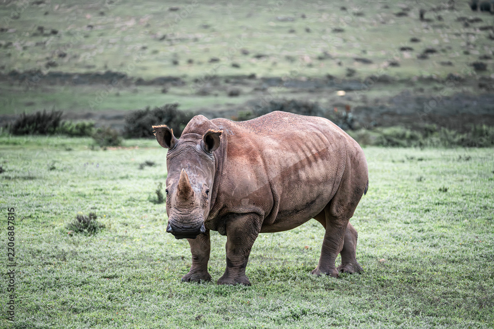 Obraz premium White rhino standing in african game reserve grassland