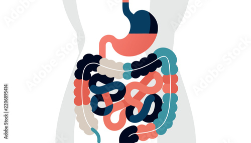 Human Digestive System Vector Showing Stomach And Intestines Anatomy