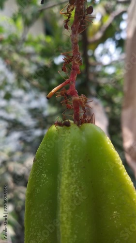 timelapse video of weaver ants on the starfruit