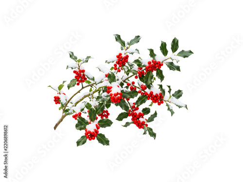 Snow-covered holly branch with red berries on transparent background