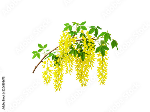 Vibrant laburnum branch with bright yellow flowers and lush green leaves on transparent background
