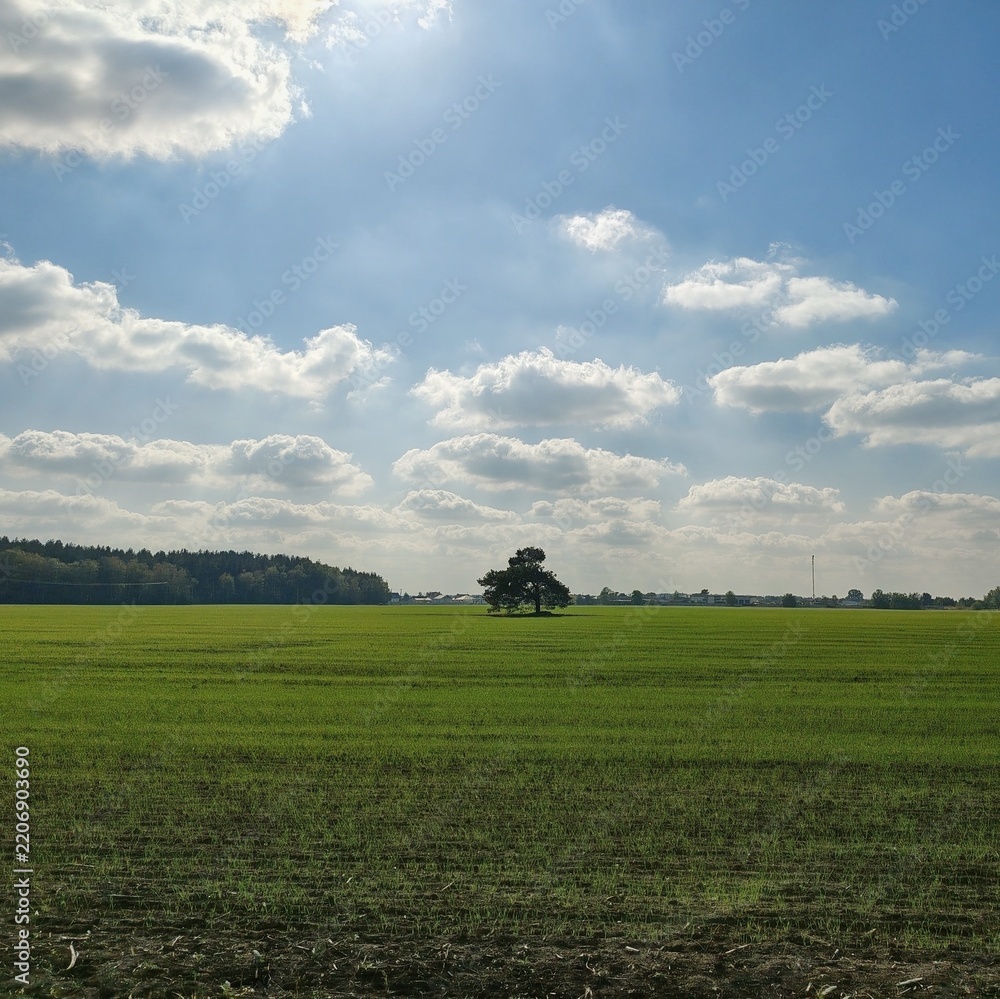 Obraz premium Minimalist rural landscape with a single tree in a vibrant green meadow, vertical copy space