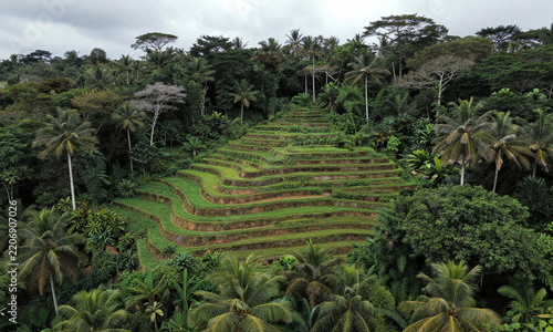 aerial view lush green farm terraces nestled within dense tropical forest canopy bathed soft diffused light filtering