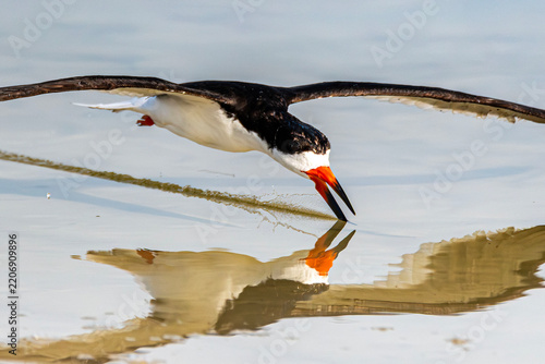 Black Skimmer skimming 2