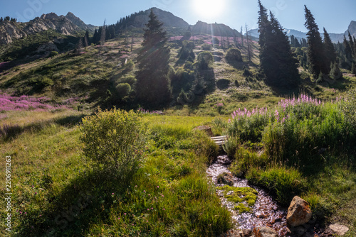 Small creek flowing through a lush green alpine meadow with pink wildflowers and sunbeams.