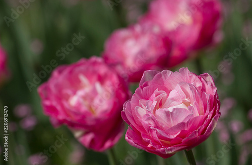  close-up of pink tulips growing in a flowerbed in the park