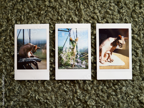Three polaroid photos of cats on green carpet in sunny room