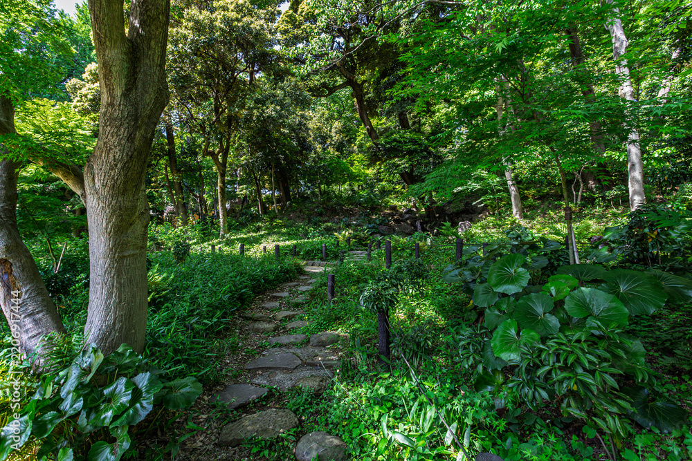 Fototapeta premium Quiet stone path winding through the green forest at Higo Hosokawa Garden May 2024