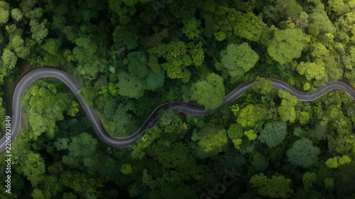 Aerial view of a winding road cutting through dense tropical rainforest, surrounded by lush green tree canopy and soft morning sunlight.