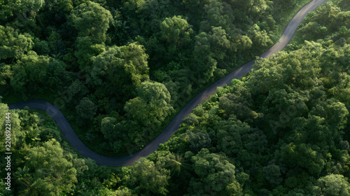 Aerial view of a winding road cutting through dense tropical rainforest, surrounded by lush green tree canopy and soft morning sunlight.