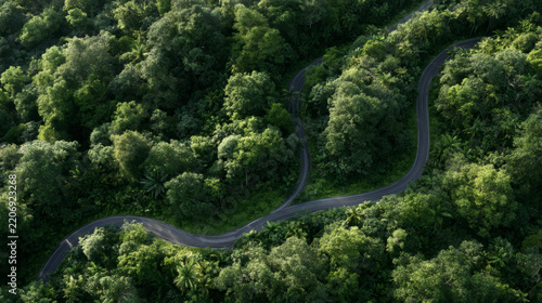 Aerial view of a winding road cutting through dense tropical rainforest, surrounded by lush green tree canopy and soft morning sunlight.