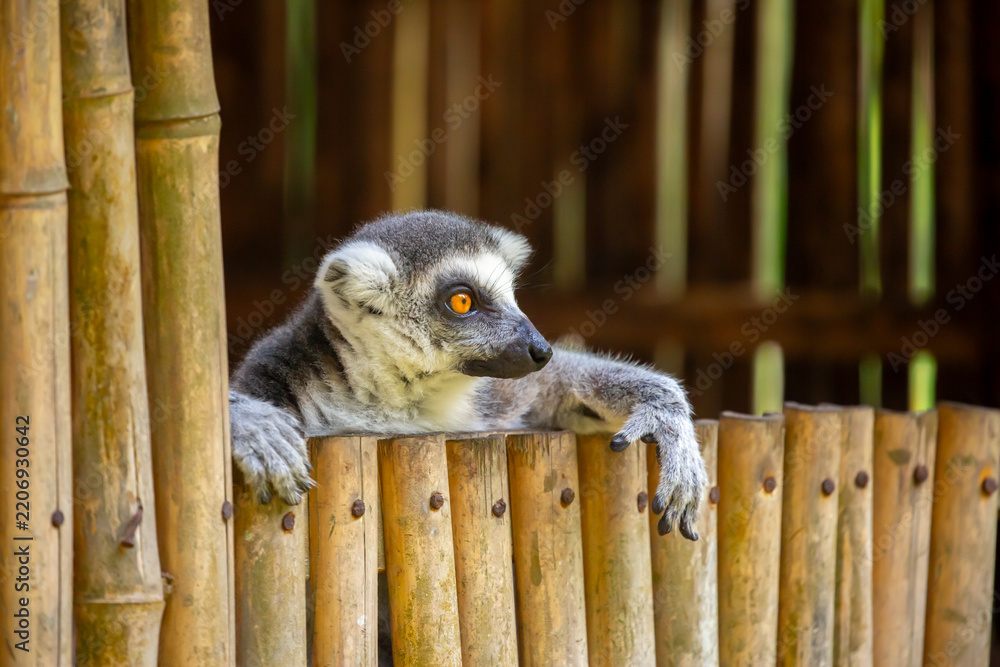 Obraz premium A ring-tailed lemur rests in a wooden house. These famous Madagascar primates have expressive faces. A close-up portrait of a lemur.