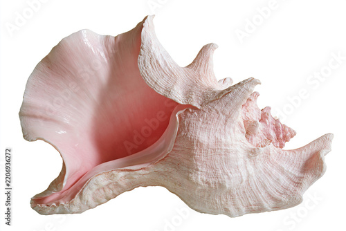 Single large pink conch shell isolated on white background with marine life