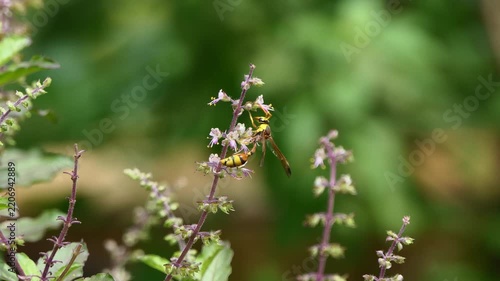 Basil flowers are blooming in the garden. It's small edible and herb, flower grow in spikes at the top of the plant, featuring a mild, 