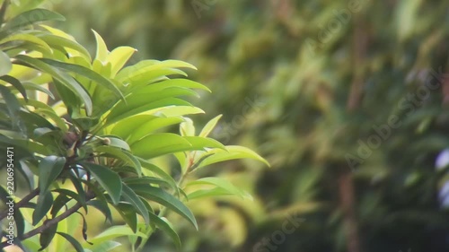 close up of safeda tree branch, green leaves of plant.