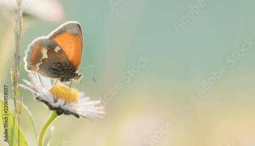 Orange butterfly resting on white daisy with soft natural background