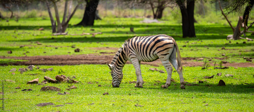Obraz premium Zebras walking in a green meadow and eating grass. African zebras in the savannah. Wild animals in their natural habitat.