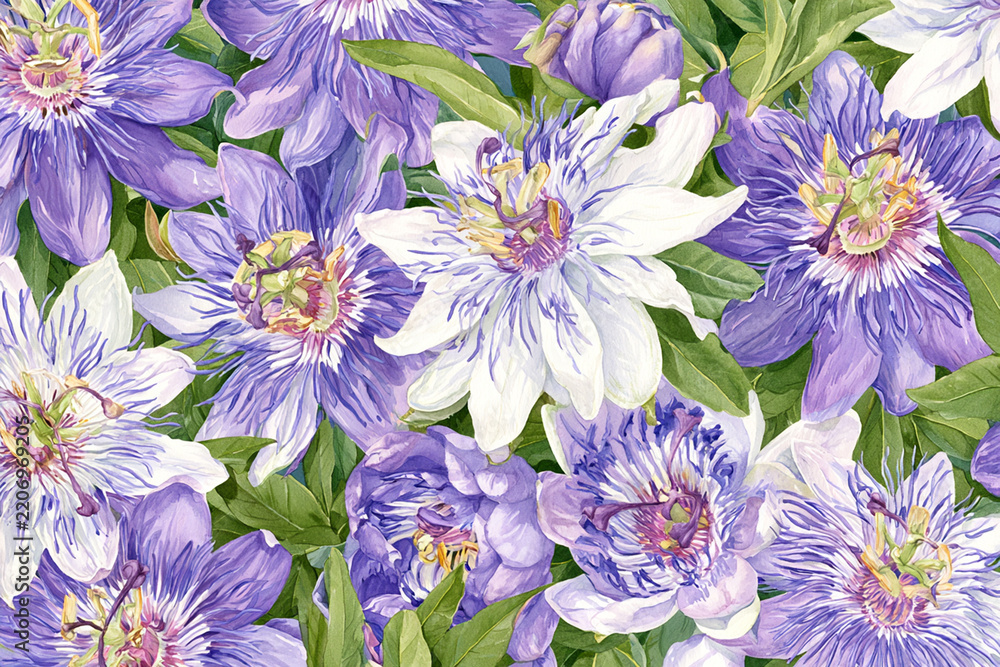 Obraz premium Watercolor full-frame illustration of passionflowers with intricate purple and white passionflower blooms, with a densely packed close-up arrangement
