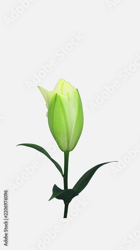 Time lapse of a yellow double-flowered lily opening from a closed bud to a fully developed flower, isolated on a white background, vertical footage.