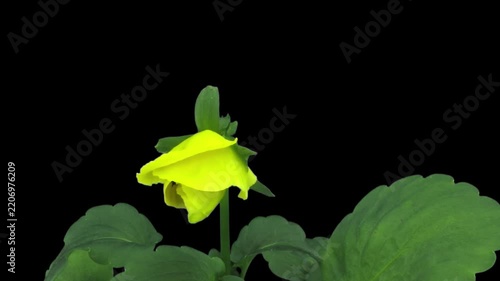 Time lapse of a yellow and brown Pansy blooming from bud to fully open flower, isolated on black with alpha transparency