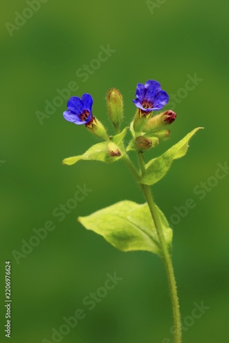 Common lungwort (Pulmonaria officinalis), flower, blooming, Ellerstadt, Germany