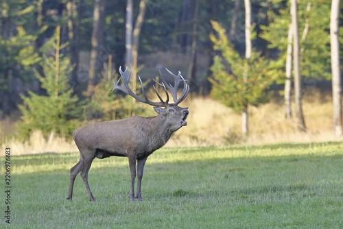 Red deer (Cervus elaphus) in rutting season, capital stag, twenty hinds, roaring in a forest clearing, wildlife, Sauerland, North Rhine-Westphalia, Germany