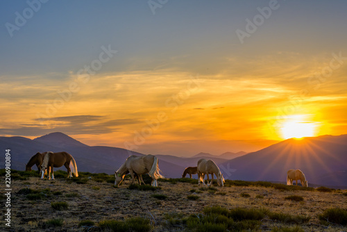 Atardecer rodeado de caballos salvajes en la Sierra de Guadarrama