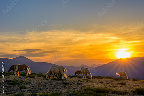 Atardecer rodeado de caballos salvajes en la Sierra de Guadarrama