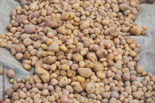 Potatoes harvested, close-up
