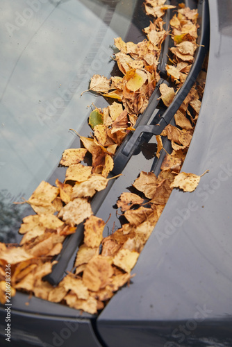 Autumn leaves on car glass