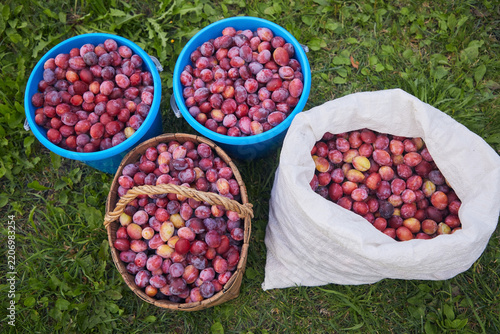 Plums in buckets and a bag on green grass
