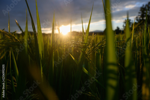 Sunlight rice field green plant agriculture outdoor nature rural summer crop landscape