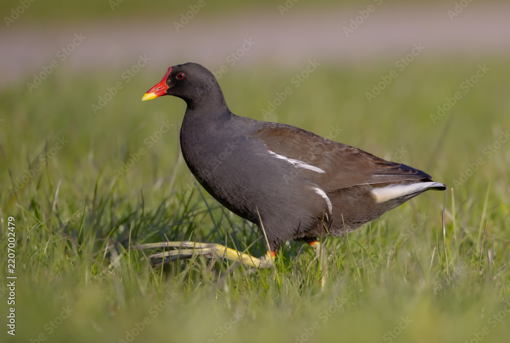 Obraz premium The common moorhen - adult bird in spring