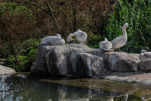 Dalmatian pelicans on the stone. Latin name - Pelecanus crispus	