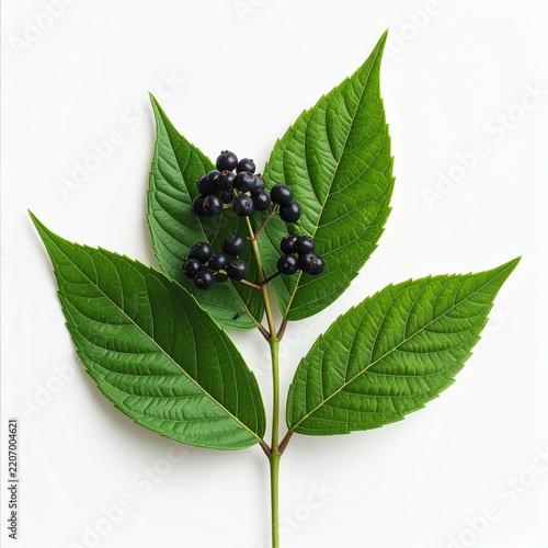 Siberian Ginseng Eleutherococcus senticosus with berries 