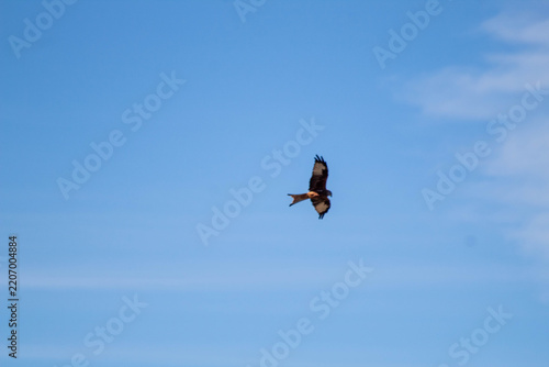 Falcon soaring high in the open blue sky