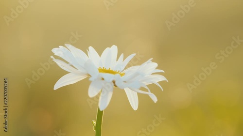 Close up of woman hand picking wild daisy flower in golden hour field during cinematic sunset.