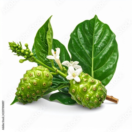 Noni Morinda citrifolia Medicinal Fruit Plant. Botanical 