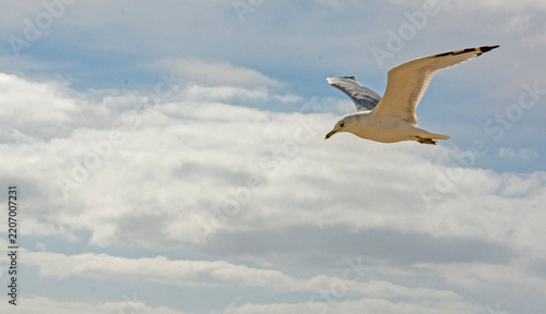 seagull in flight